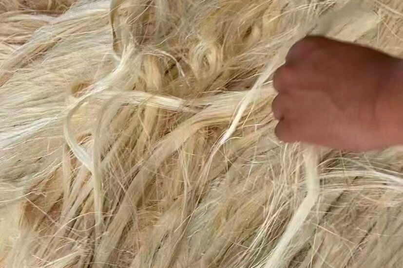 Brazilian sisal fiber raw material