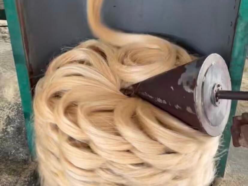 Sisal fibers after carding