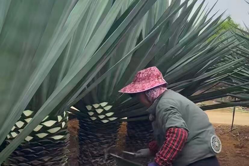 Sisal planting area in Guangxi